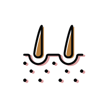 Icon of two hair follicals, Tanner Staging (Puberty Assessment)